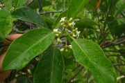 <strong>Morinda forsteri - Birnbaum Philippe - 1426</strong><br />© Ramon, Laurence